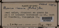 Physarum cinereum image